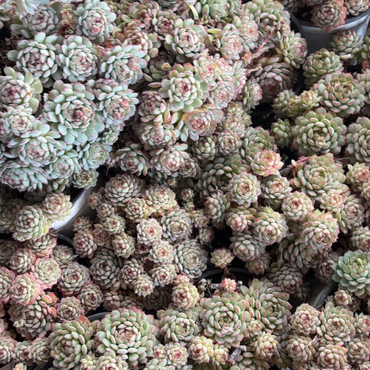 多肉植物框拍综合链接2号