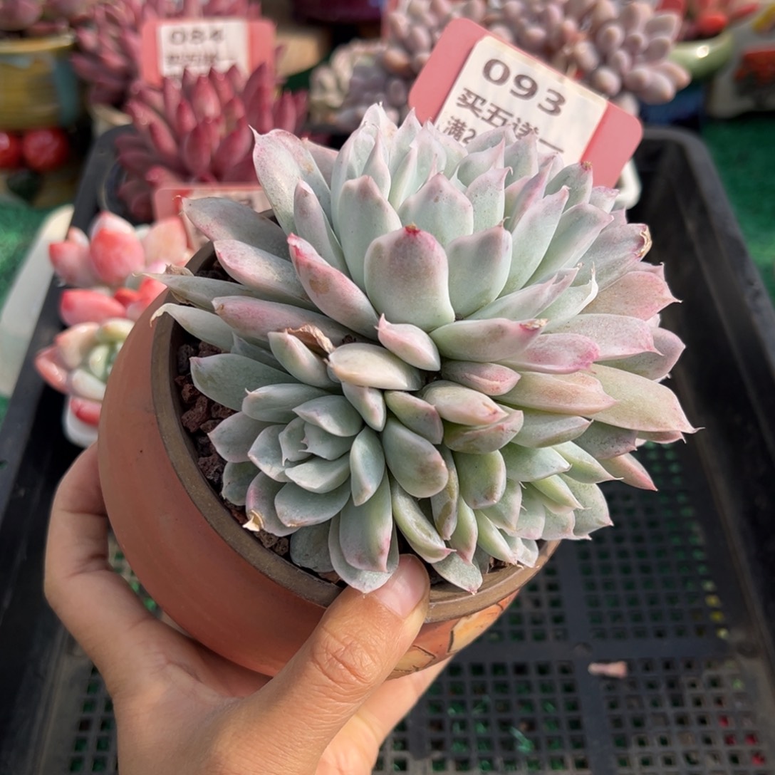 表妹精品多肉植物093.