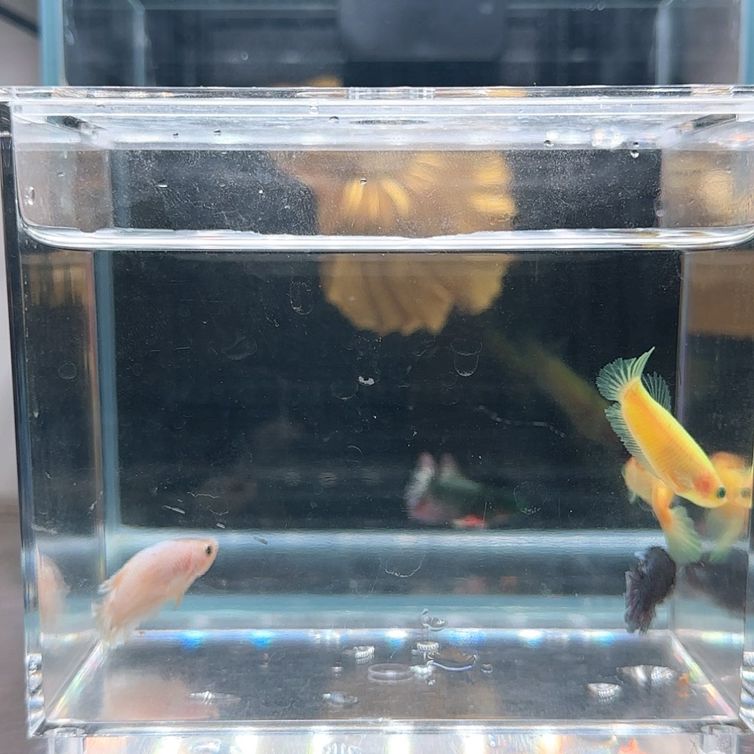 斗鱼活体观赏鱼好养耐活
