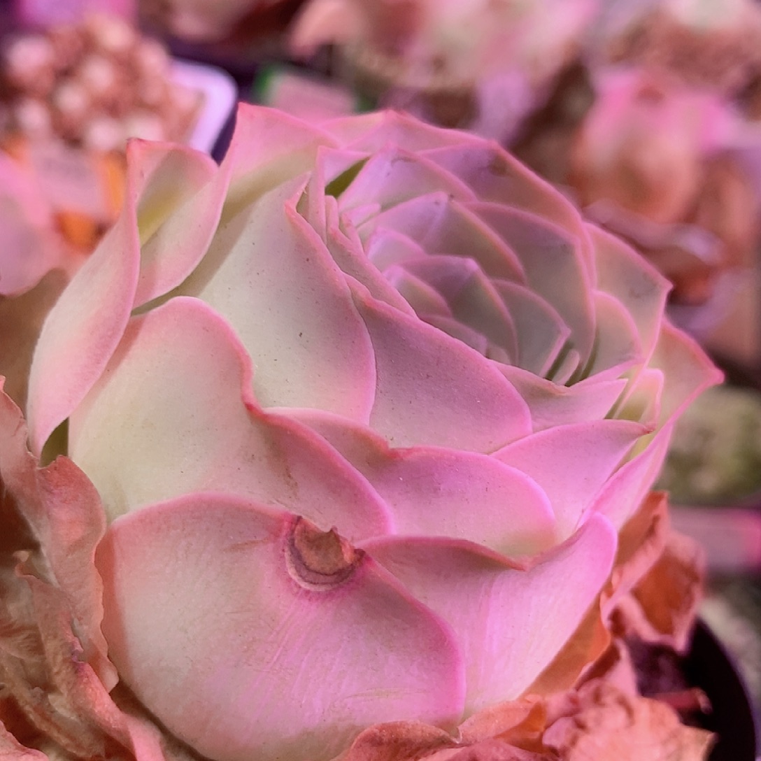 浪花大单头国庆福利一物一拍003