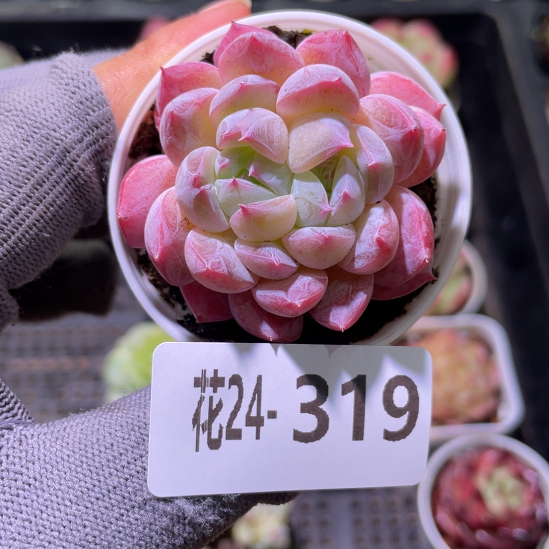 花利美24-319新品