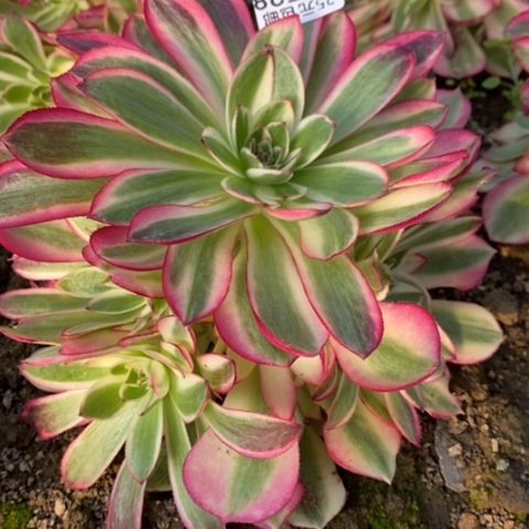 523倾城满25包邮多肉