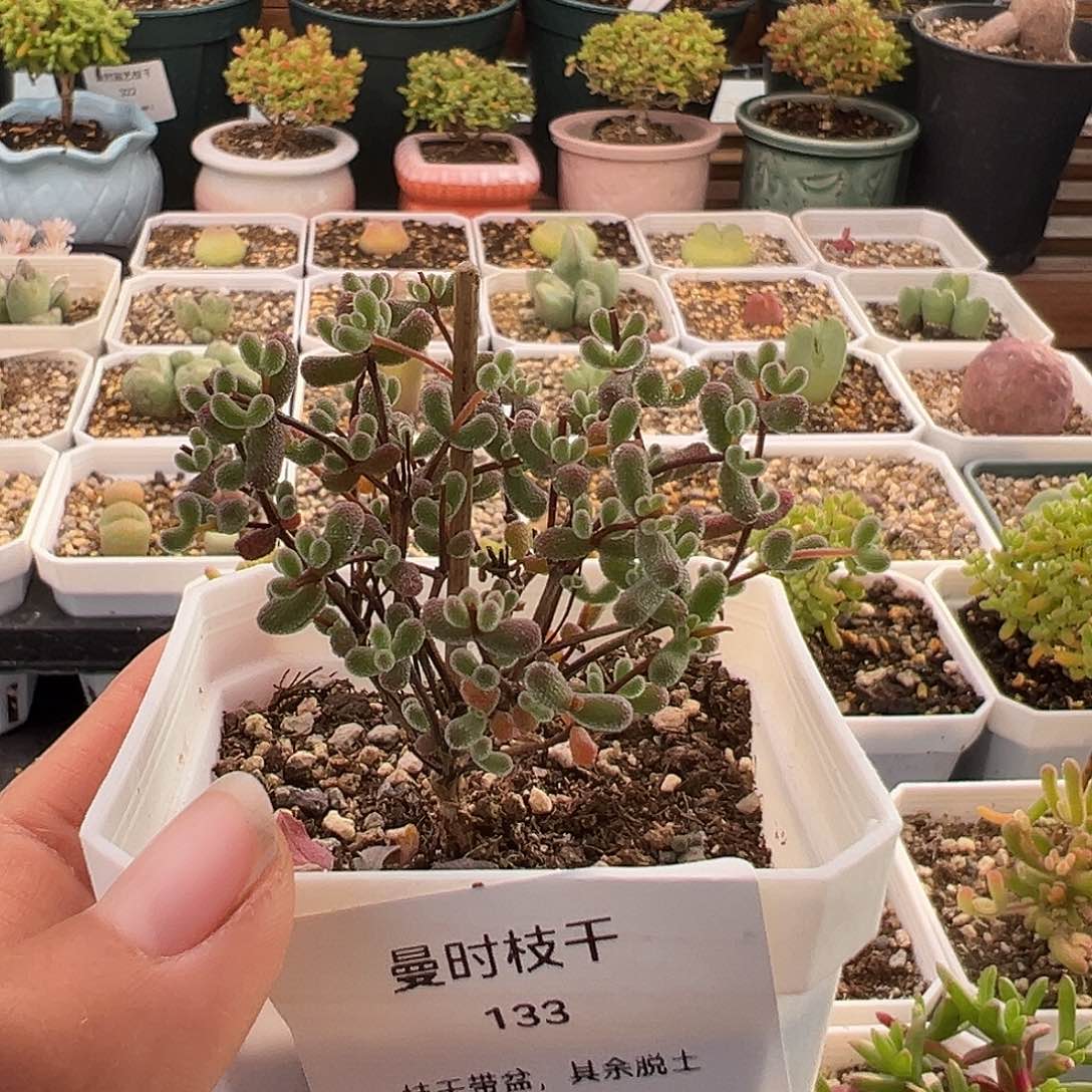 p*p133号翡翠12.3多肉