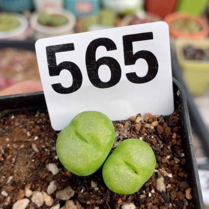 565双头母本翠光