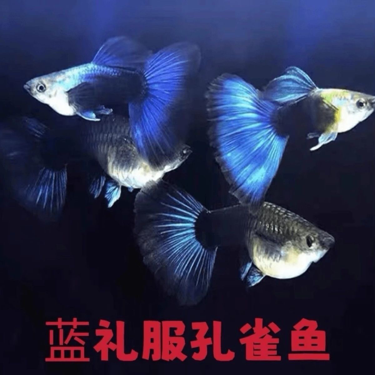 蓝礼服孔雀鱼 凑任意三单发货 开箱视频报损
