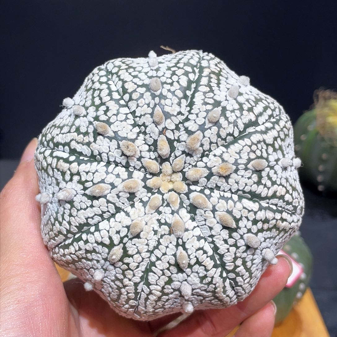 16号木心根浓白微海星兜