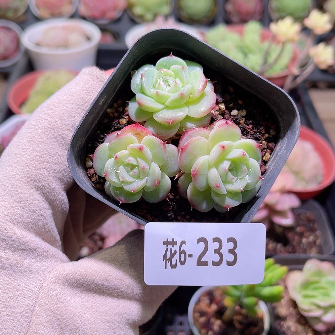 花利美6-233海王群