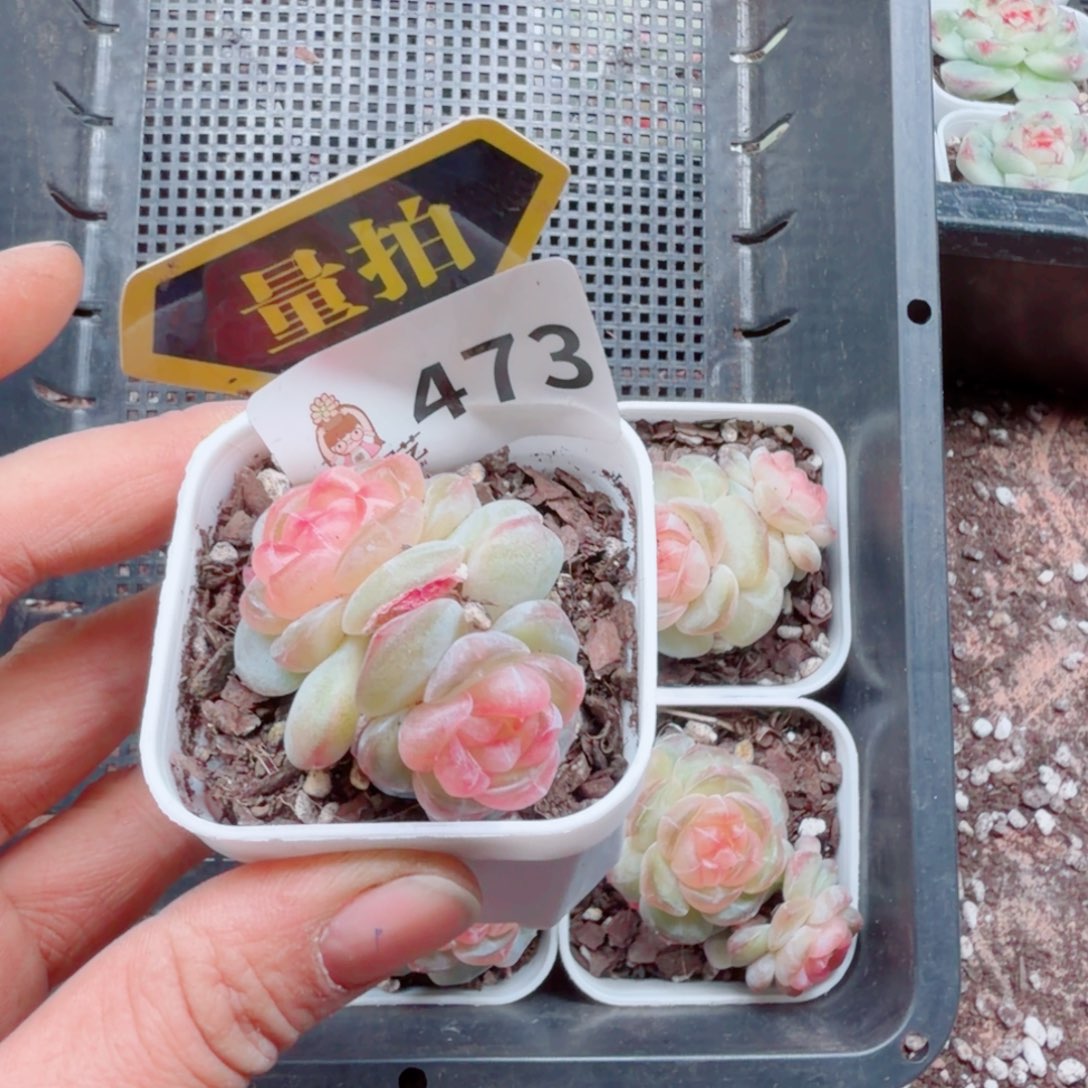 多肉植物多肉植物