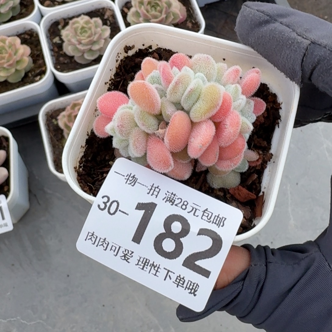 雪晃星缀化无盆土发货