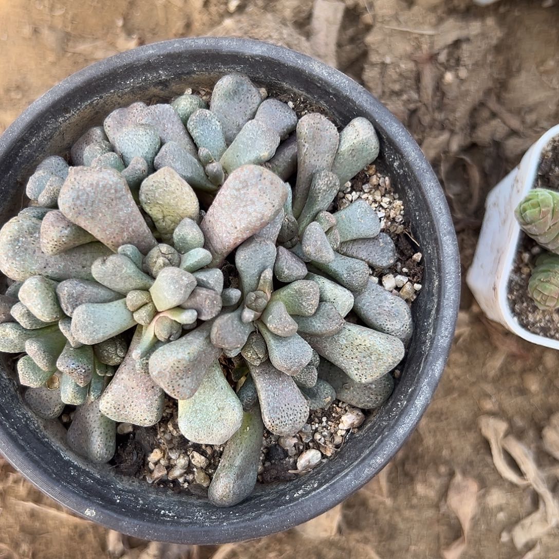 多肉植物唐扇开花