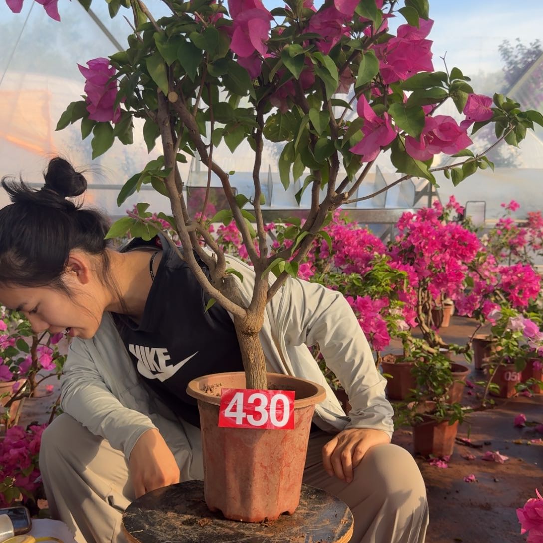 大部分花苞少量开放