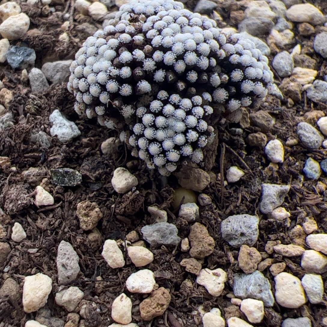 12.26牡丹多肉植物32