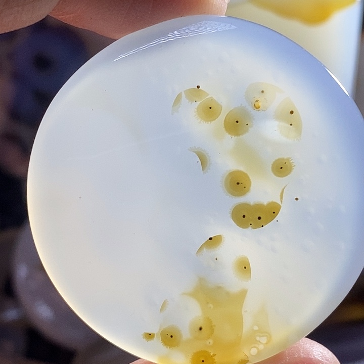 未镶嵌颈饰玛瑙/玉髓平*