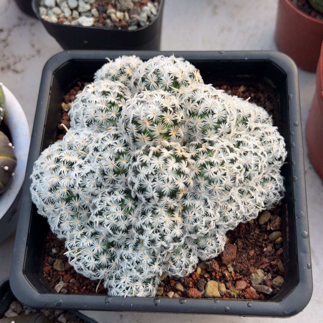 杜威丸随机一颗。   