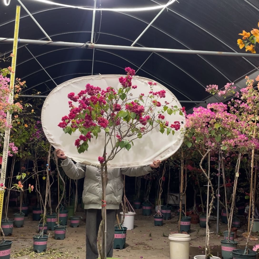 完全开放888888888