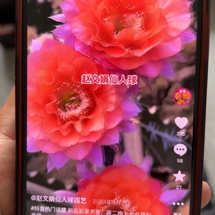 仙人球无根侧芽歪天香