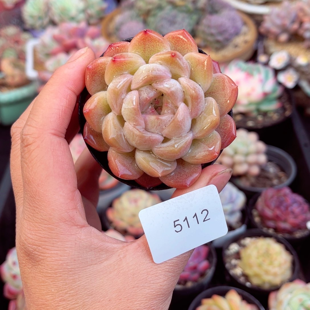 5112单头麦秆个体多肉