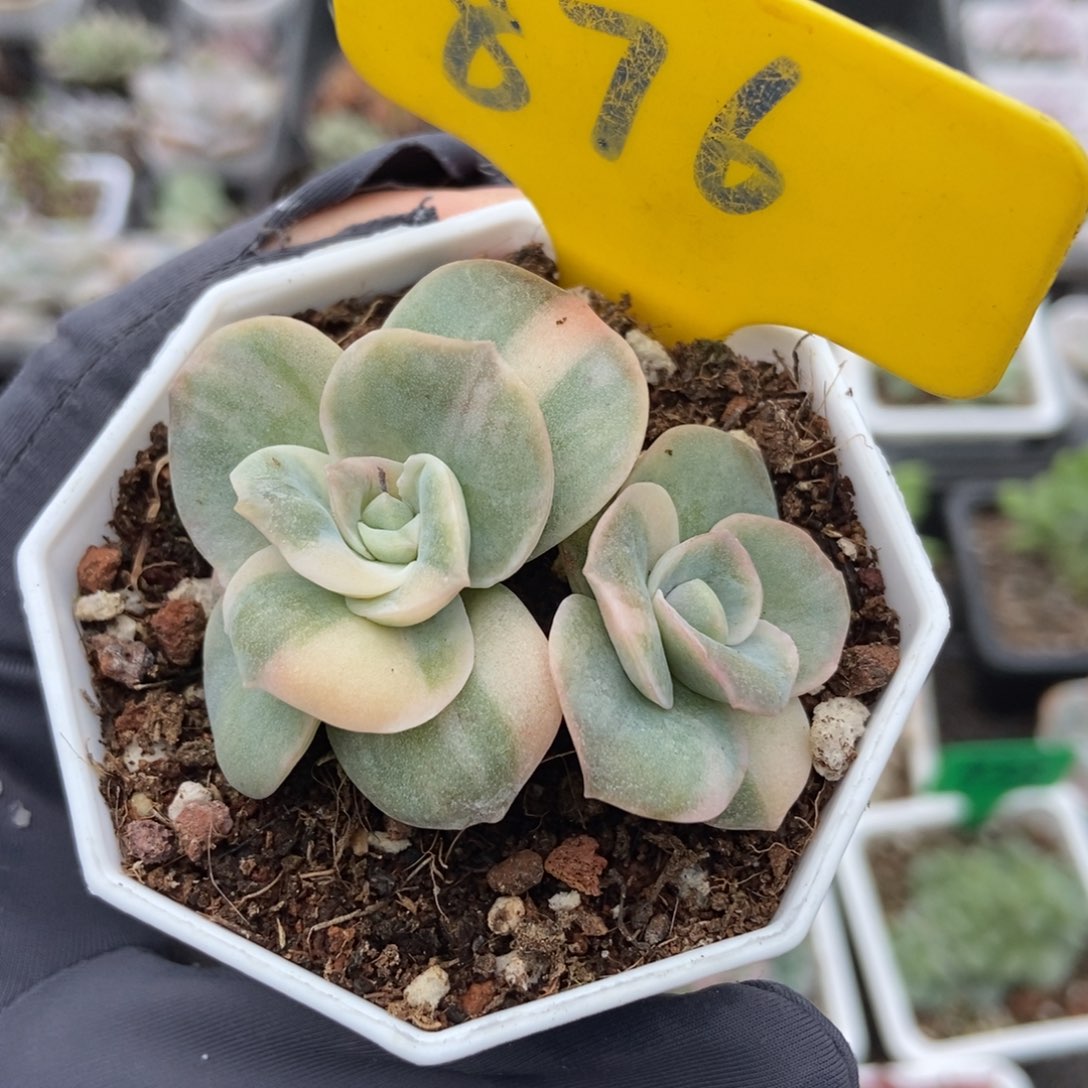876可爱玫瑰锦多肉植物