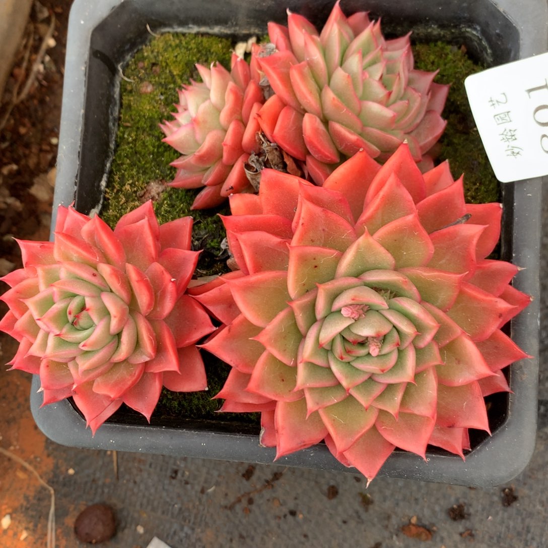 801杂交多肉13厘米