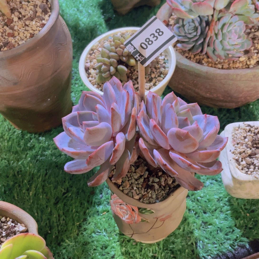 茉莉花茶多肉植物0838