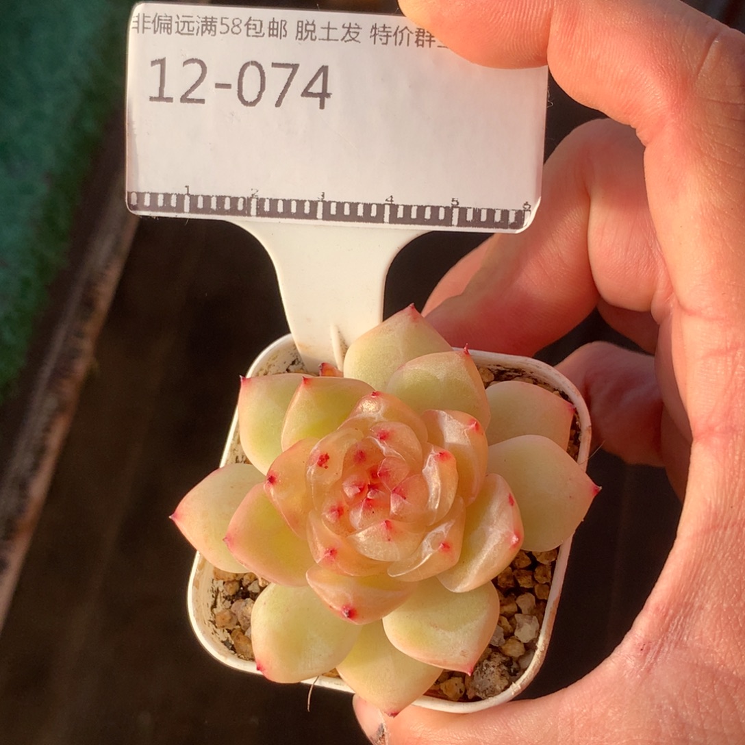 珍妮优选福利孤品58包邮