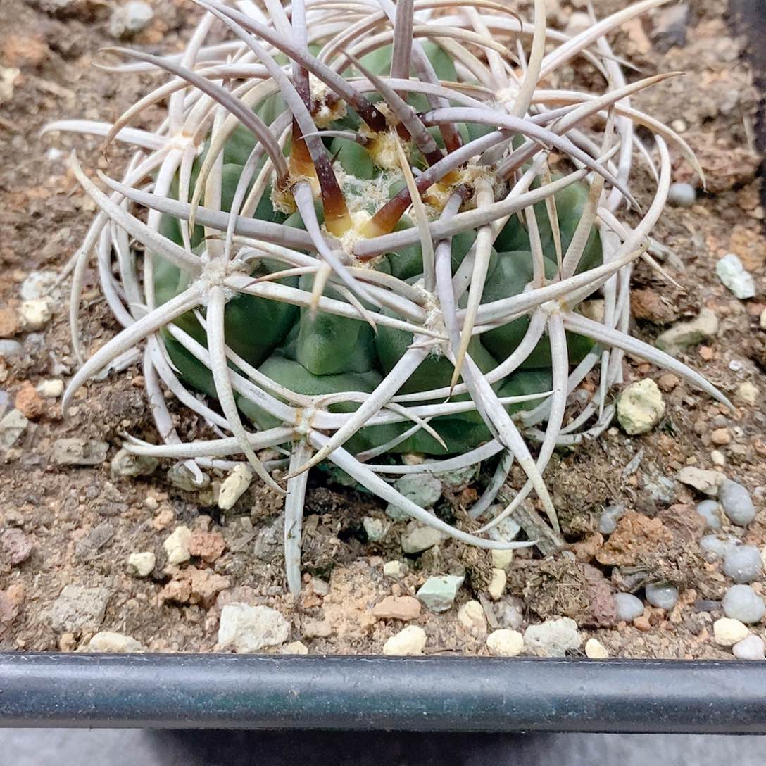 实生五十铃碧岩玉6公分多