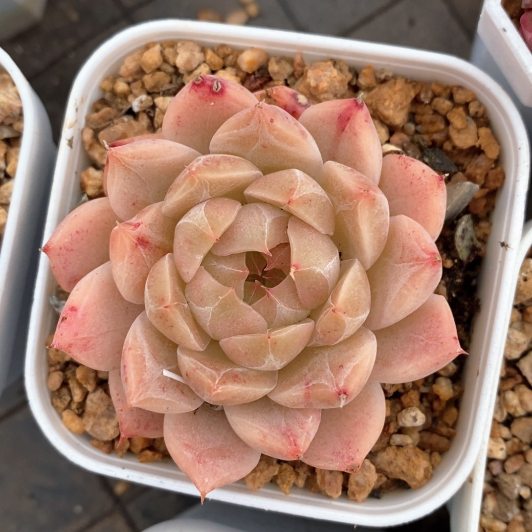 精品多肉一物一柏不包整393