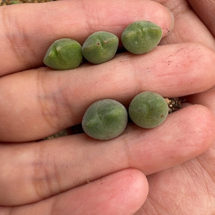 大***～多肉....013......