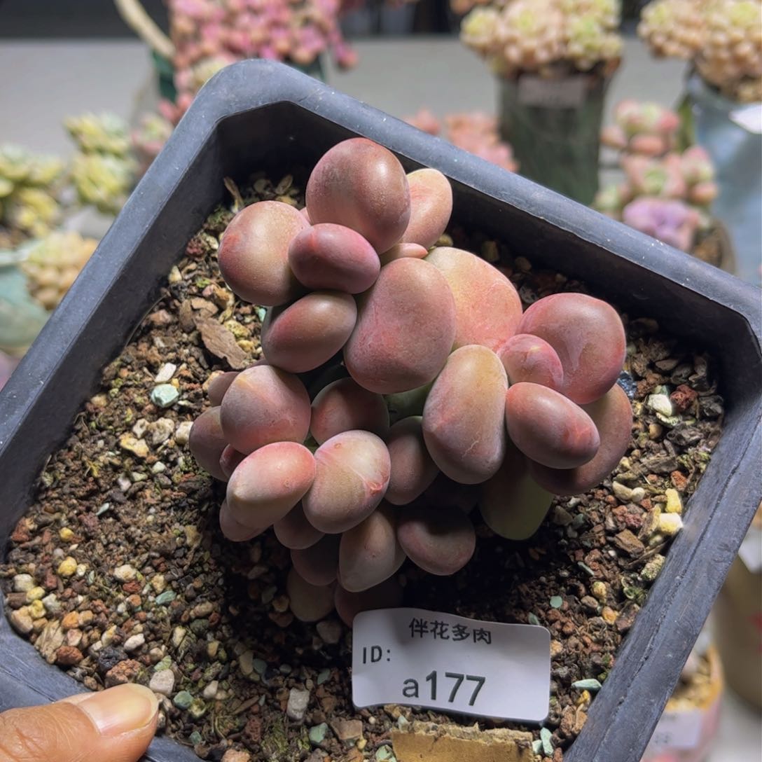 芒果奶177/8cm多肉