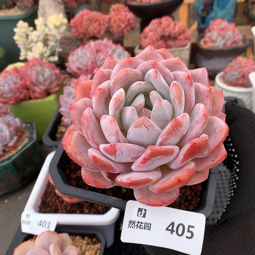 405雪天使多肉植物666