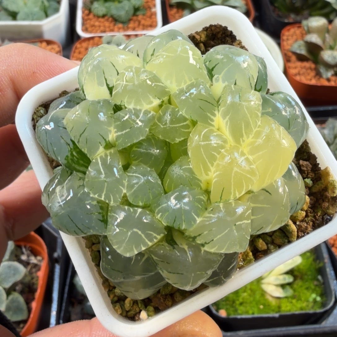 十二卷福利开播玉露锦糊班实生