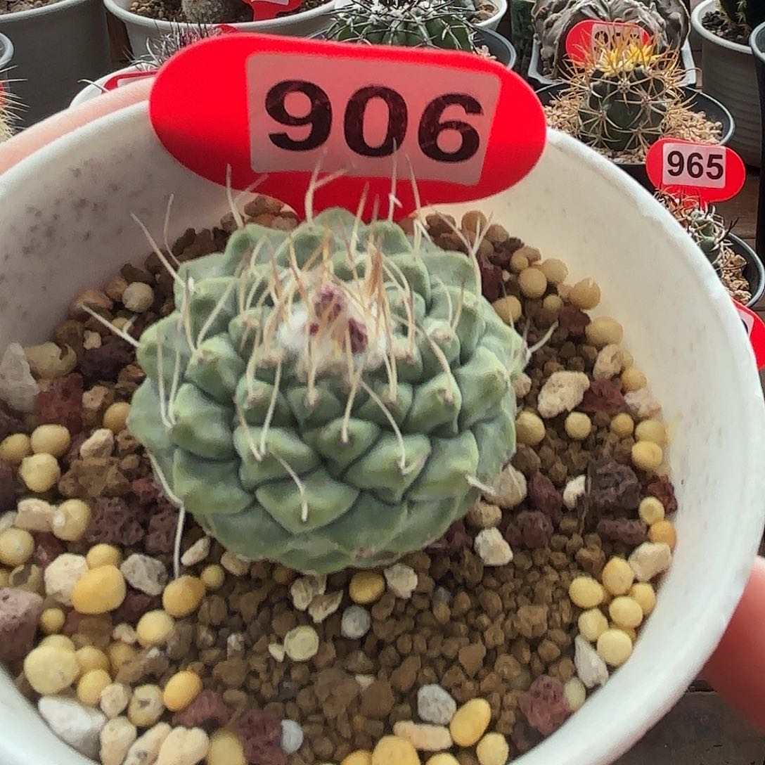 仙人球实生仙人球菊 . 水