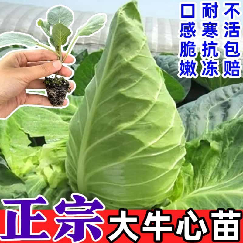 牛心甘蓝秧苗耐热耐寒高产庭院阳台四季可种蔬菜秧苗