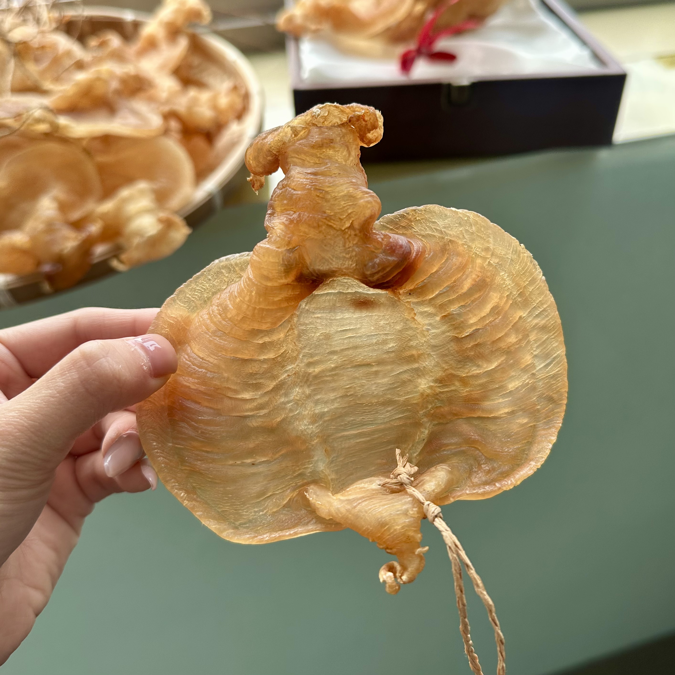H118300 裕初 石肚赤嘴公200-300-500g 鱼胶 花胶 广东汕头