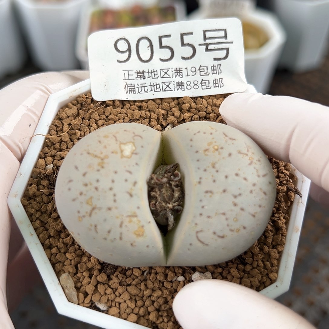 9055五年大白4.6cm