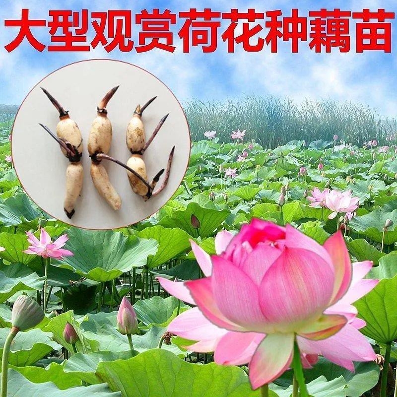 观赏荷花种藕混色发货大叶多瓣庭院水培阳台定制款