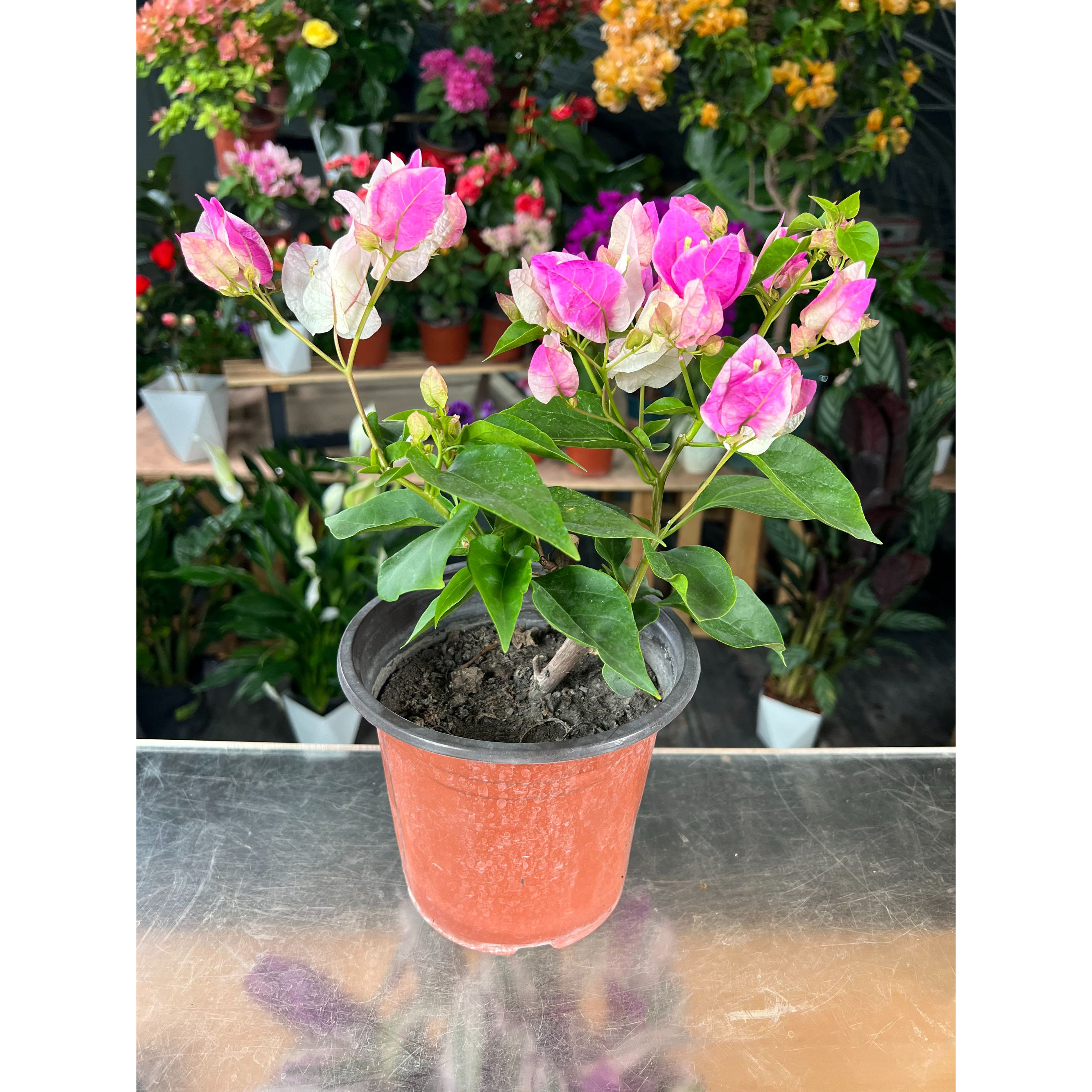 （新疆包邮）红樱三角梅绿植花卉好养