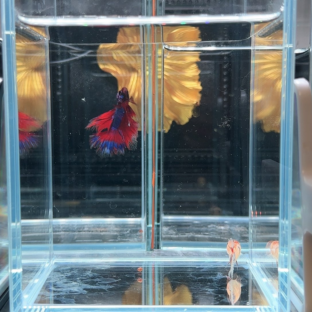 斗鱼活体观赏鱼好养耐活