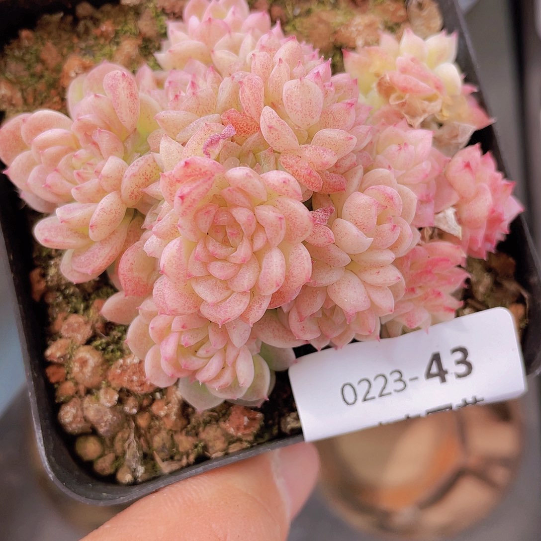 000000000000043量拍