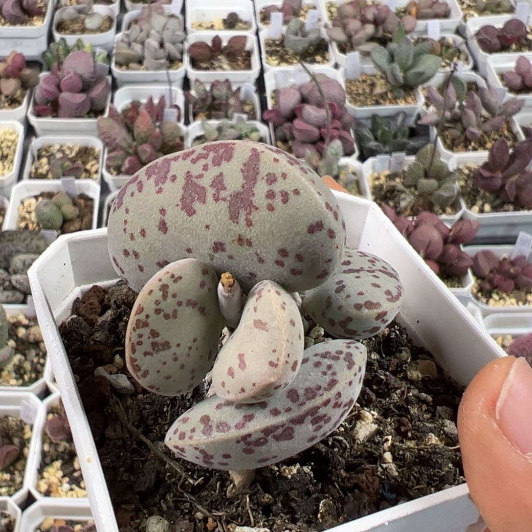 带桩花蛋多肉植物水泡