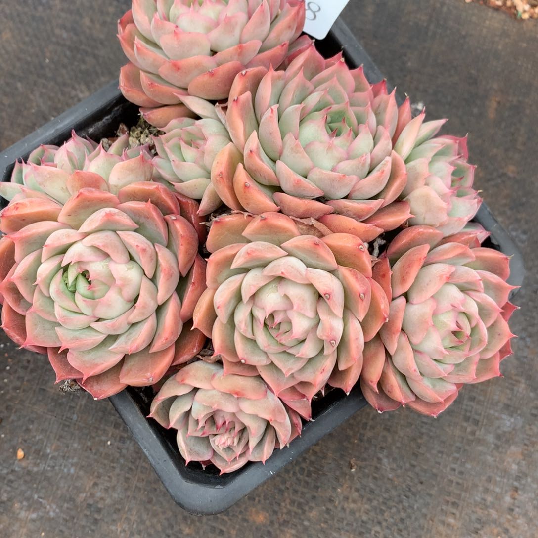 468杂交多肉老桩15冠