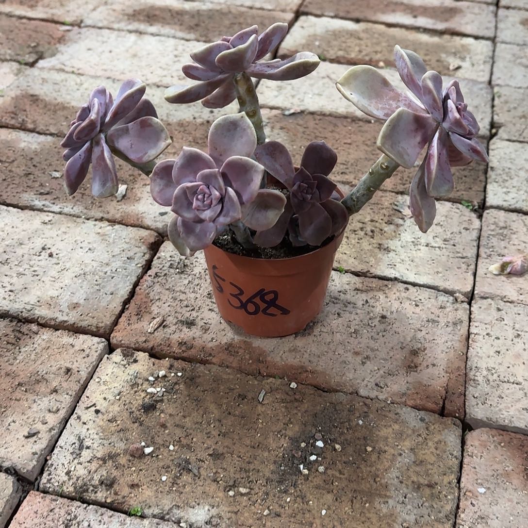 一***你紫乐老桩冠幅15一物一拍