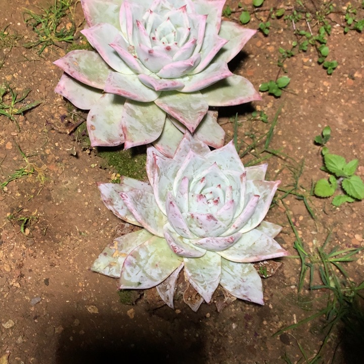 ****每周特价活动开始啦