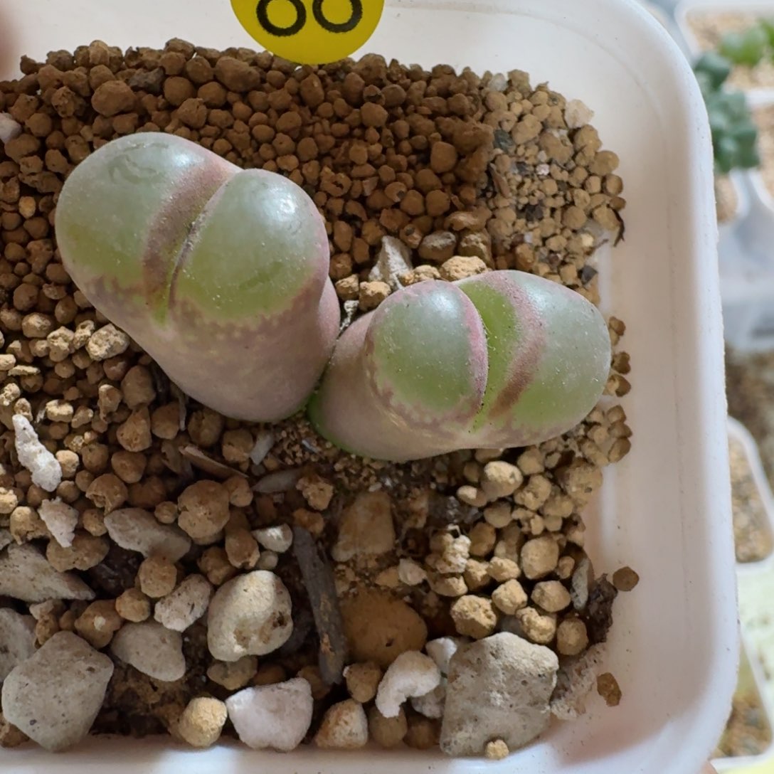 88........多肉.....