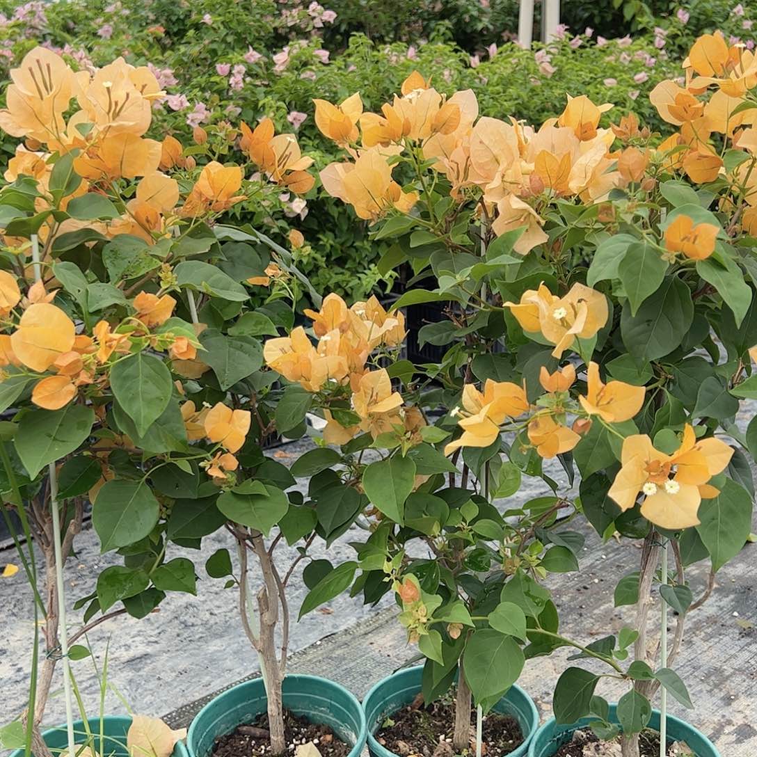 大部分开放少量花苞金色光辉一棵