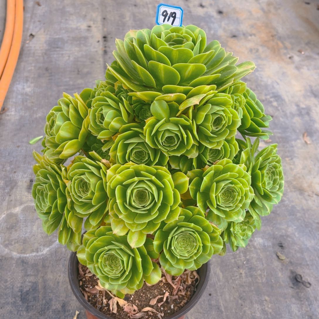 919翡翠琉璃多肉法师