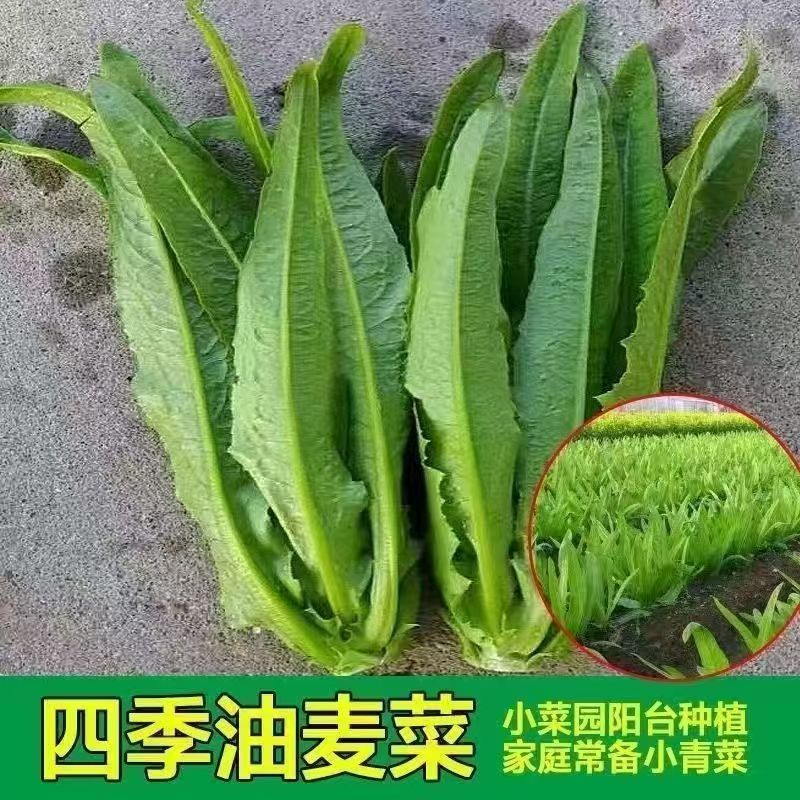 四季可种甜脆油麦菜种子鲜嫩清香适合庭院盆栽