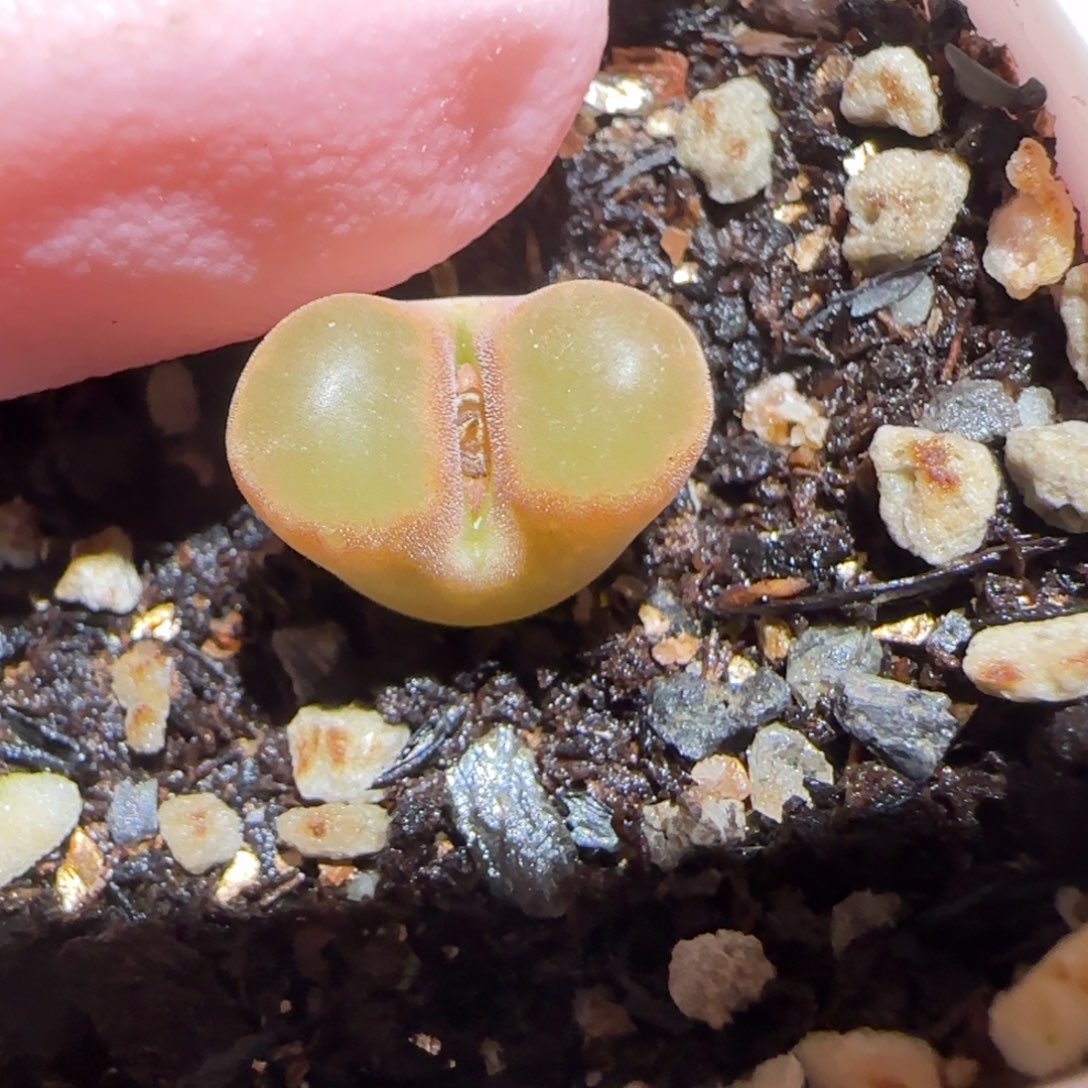 肉锥多肉植物百科-磁铁1254