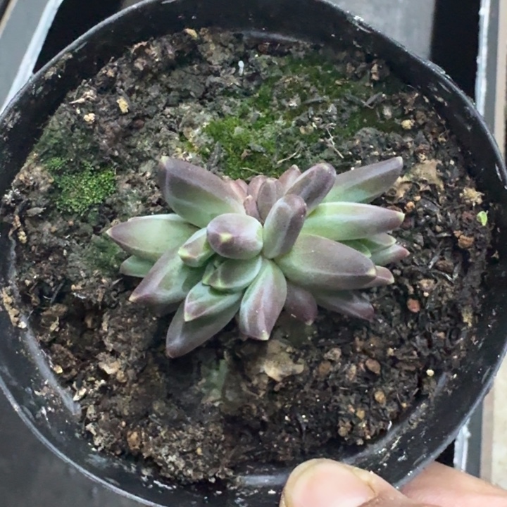 黑珍珠 叶插  一物一拍