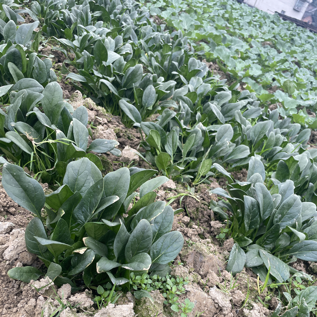 贵州农家自种菠菜矮脚菠菜矮菠菜矮脚小菠菜新鲜现摘现发时令蔬菜